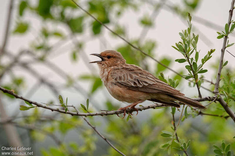 Pink-breasted Lark male adult, song