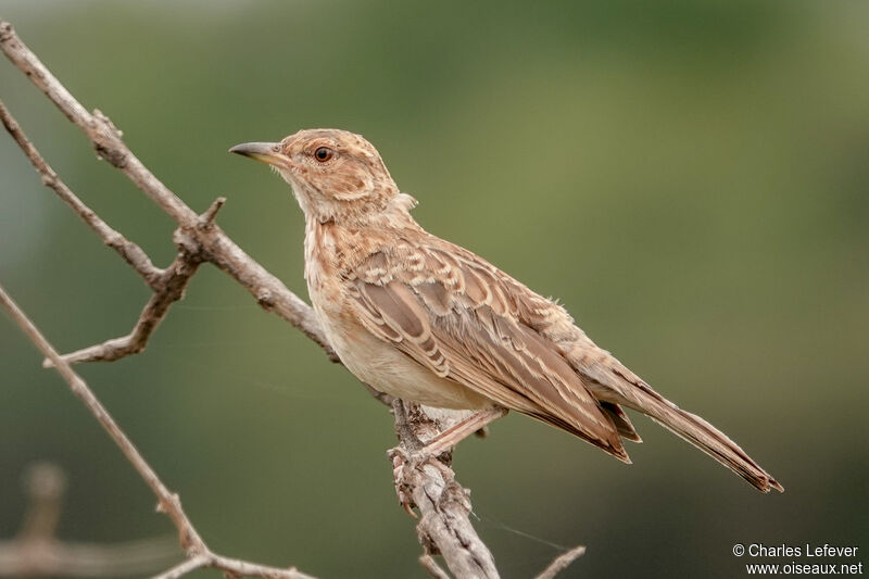 Pink-breasted Larkadult