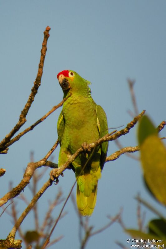 Amazone diadèmeadulte, mange