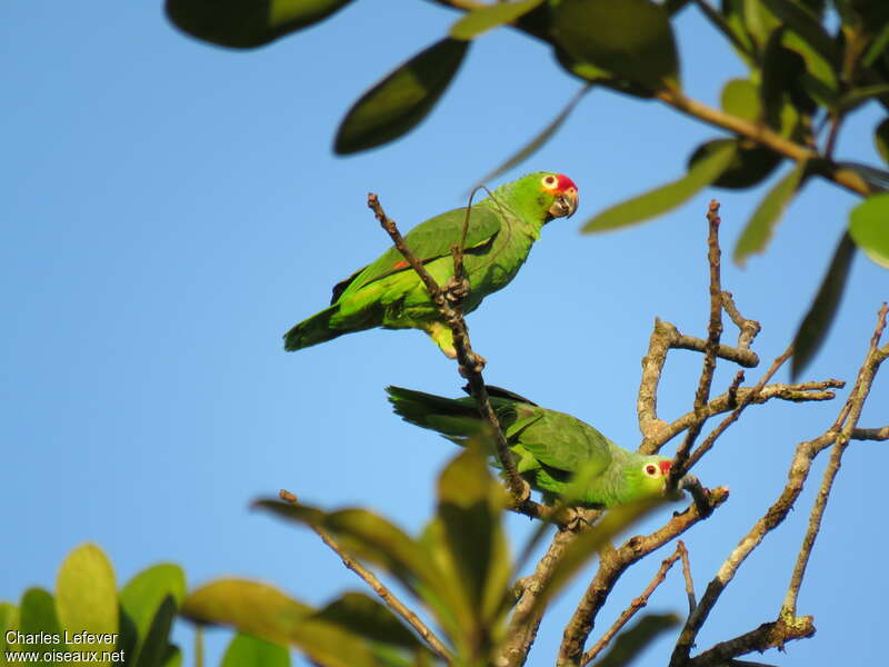 Diademed Amazonadult, identification