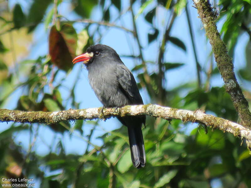 White-fronted Nunbirdadult, identification