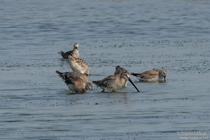 Asian Dowitcher, walking, eats