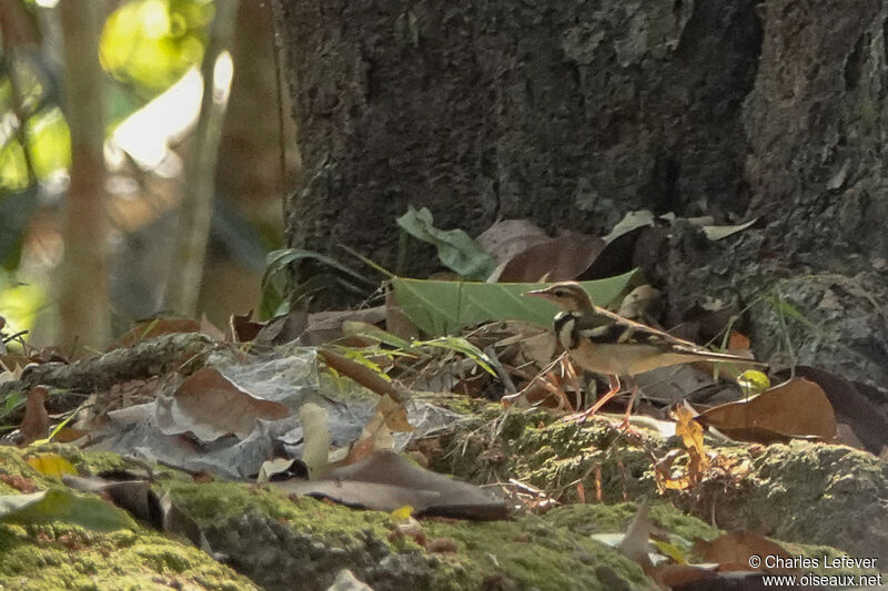 Forest Wagtail