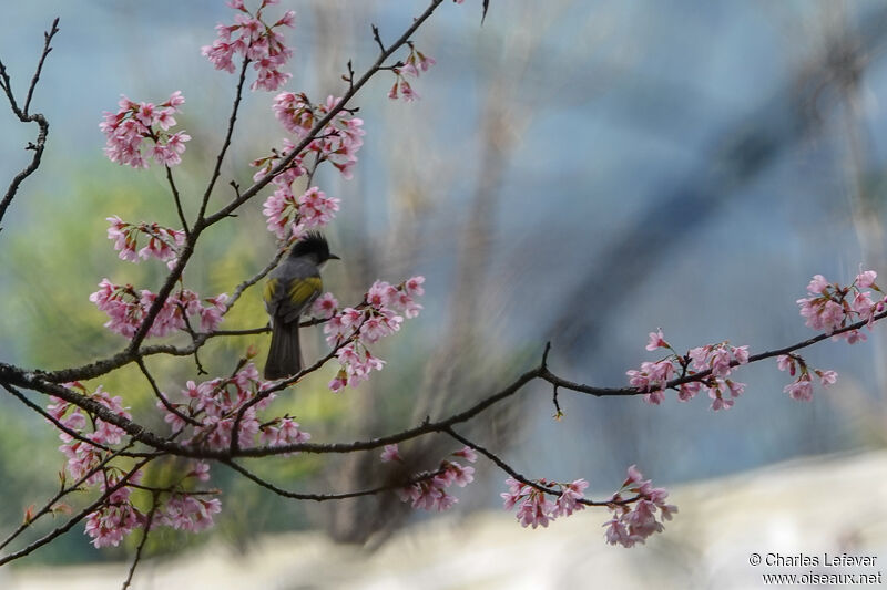 Bulbul à ailes vertes mâle adulte