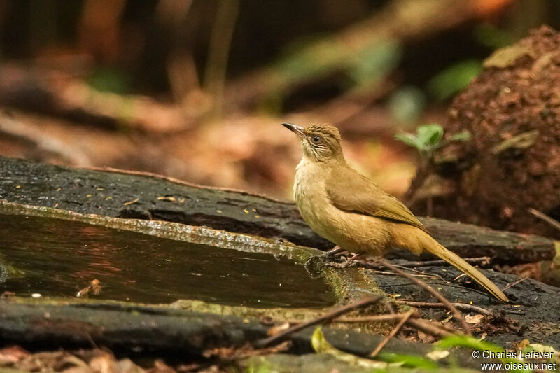 Bulbul de Conrad