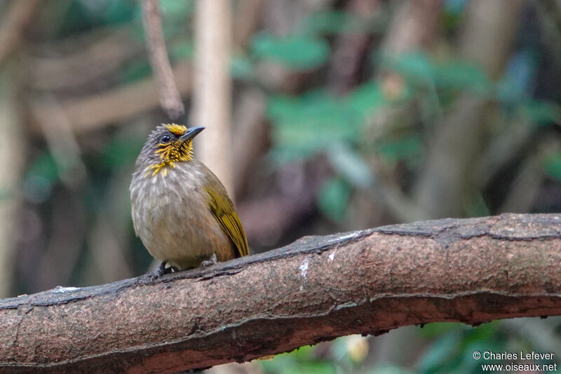 Stripe-throated Bulbuladult