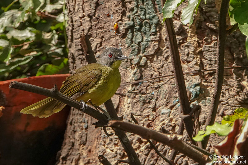 Bulbul fourmilier mâle