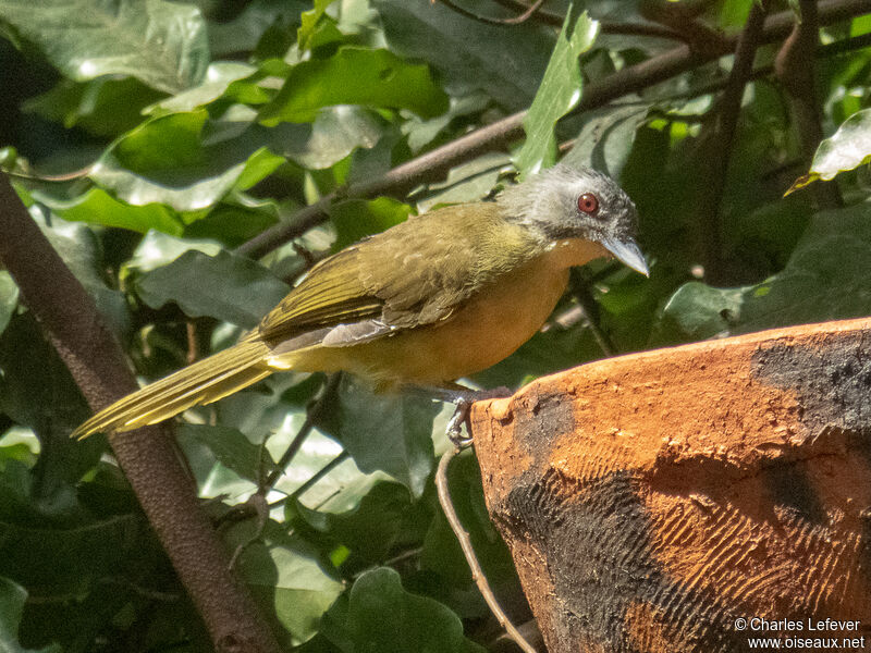 Grey-headed Bristlebill male, drinks