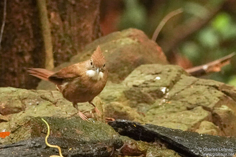 Bulbul ocréadulte