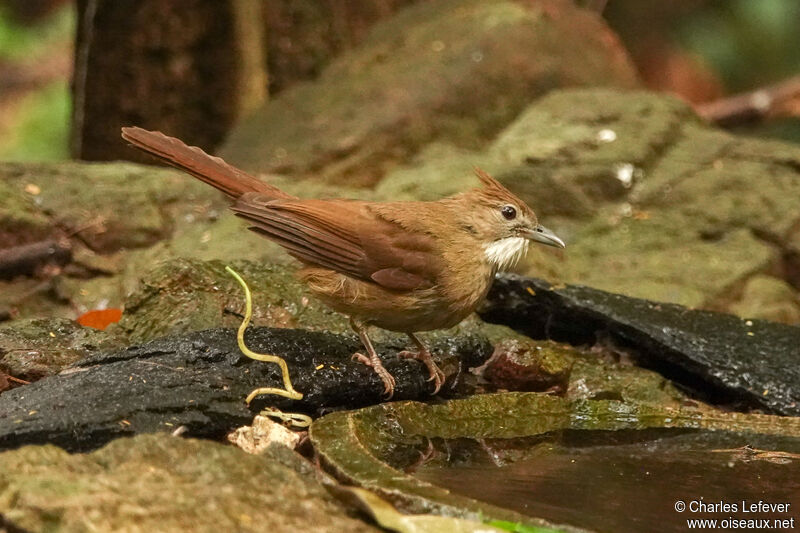 Ochraceous Bulbul