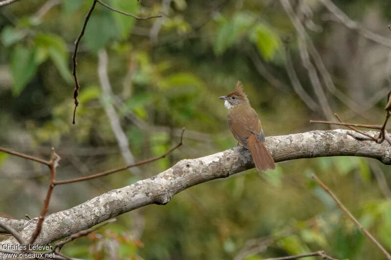 Puff-throated Bulbuladult