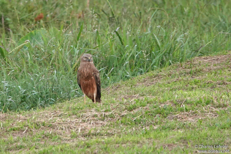 Eastern Marsh Harrier female adult