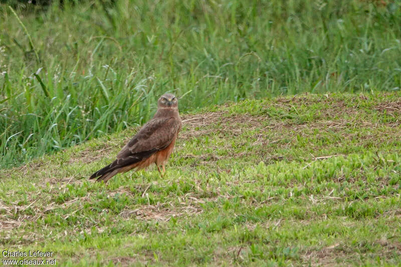 Eastern Marsh Harrier female adult, identification