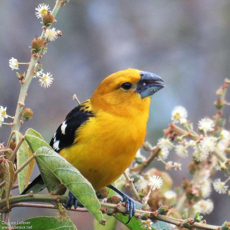 Golden Grosbeak male adult, feeding habits, eats