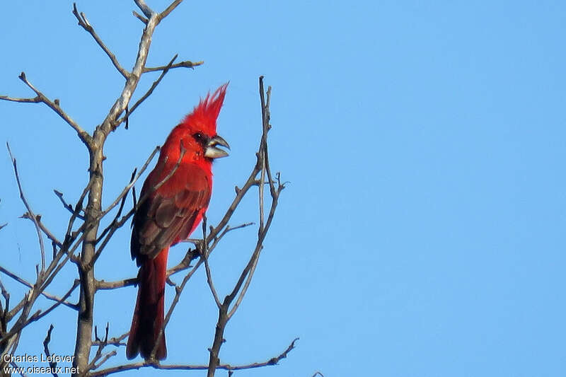 Vermilion Cardinal male adult, identification, song