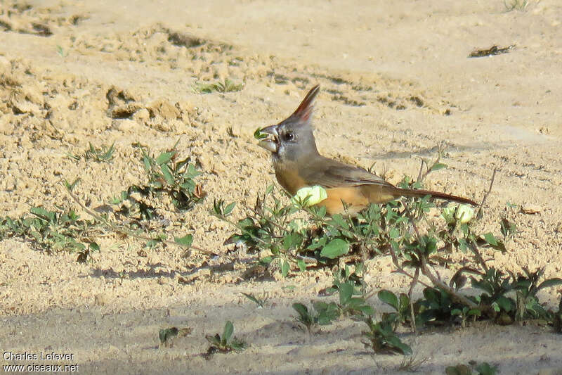 Cardinal vermillon femelle adulte, identification