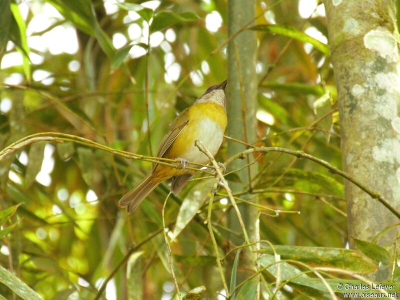 Common Chlorospingus