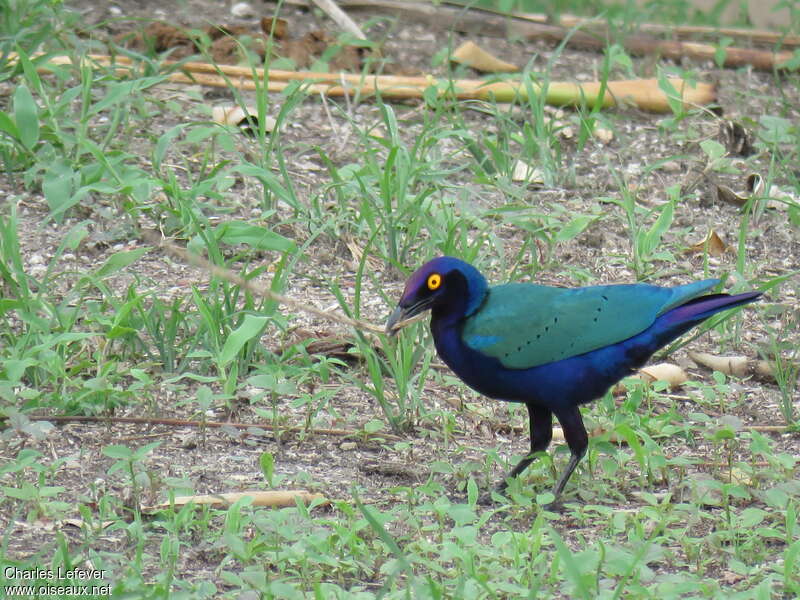 Purple Starlingadult, identification