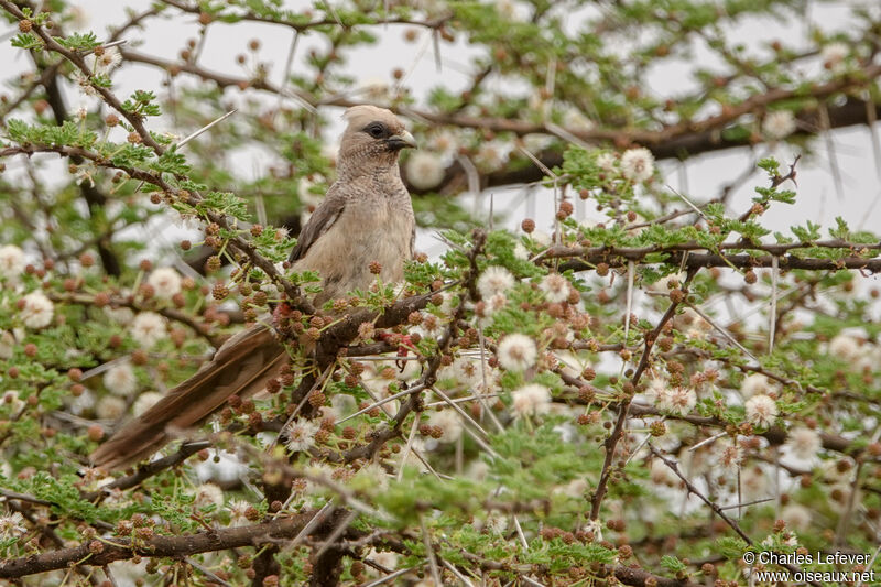 White-headed Mousebirdadult