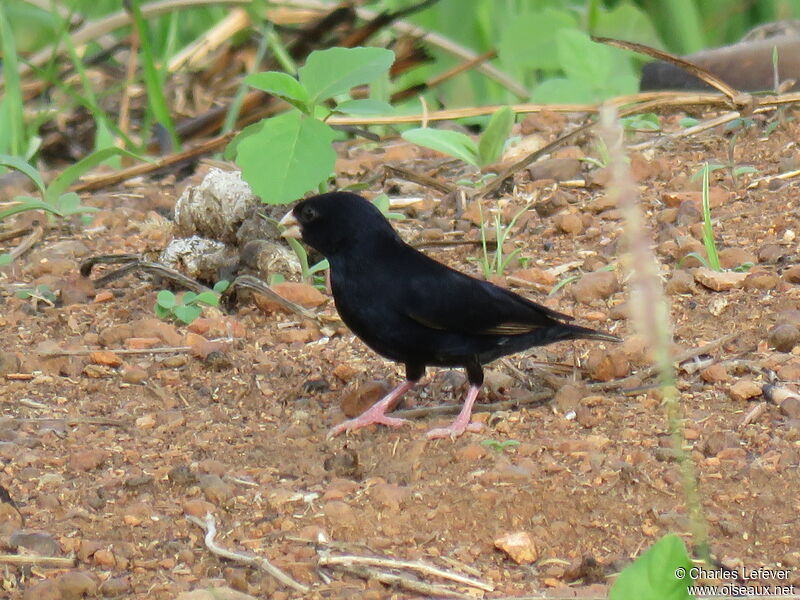 Combassou de Wilson mâle adulte nuptial, marche, mange