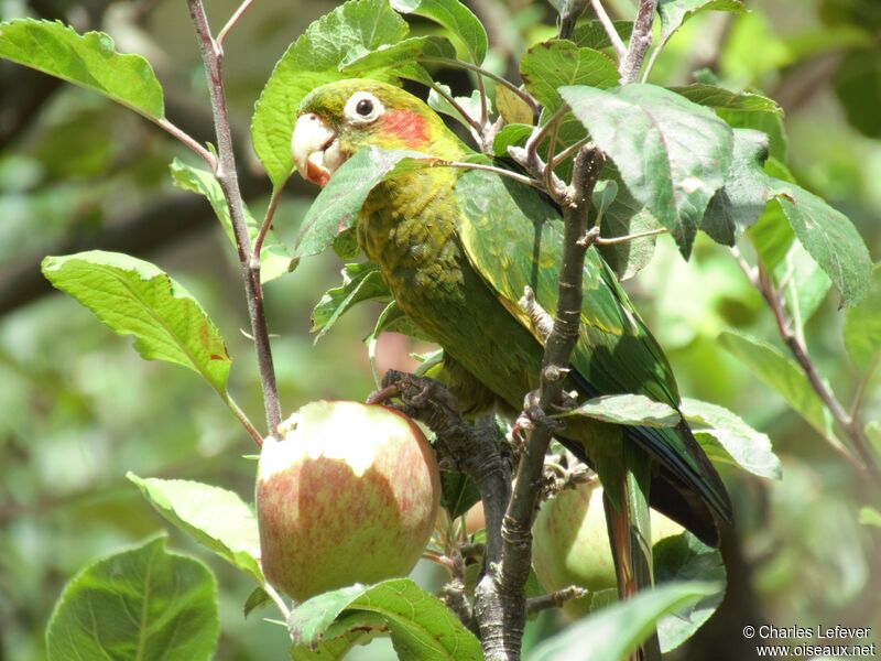 Sulphur-winged Parakeetadult, eats