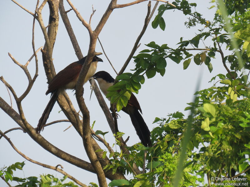 Senegal Coucaladult, eats