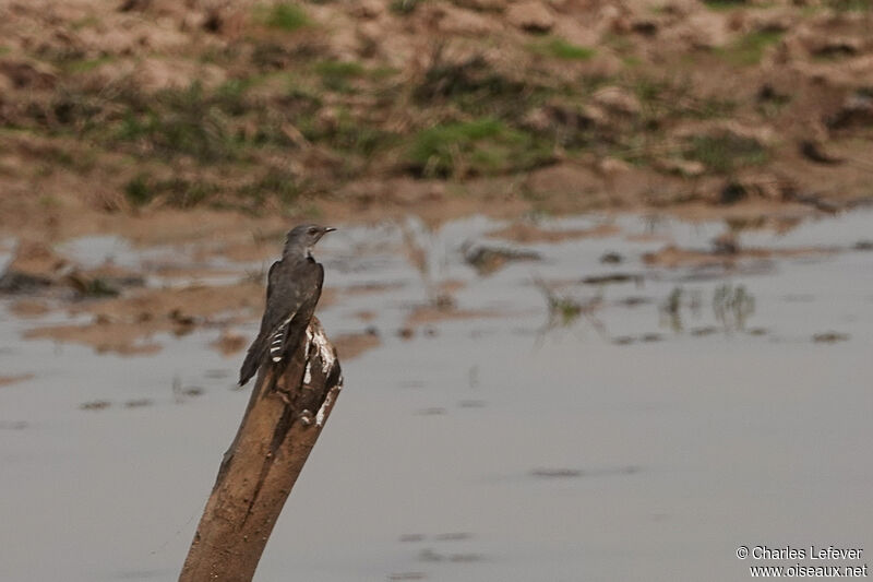 Plaintive Cuckoo