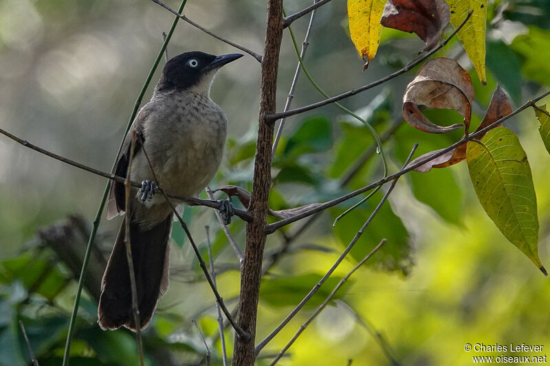 Blackcap Babbler