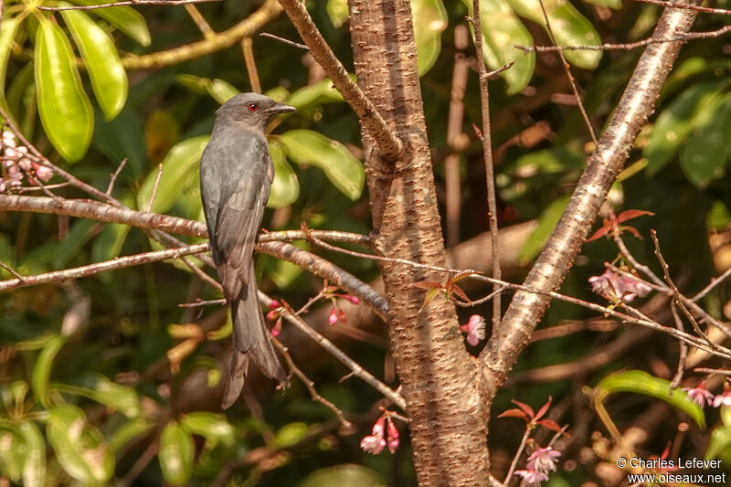 Drongo cendréadulte