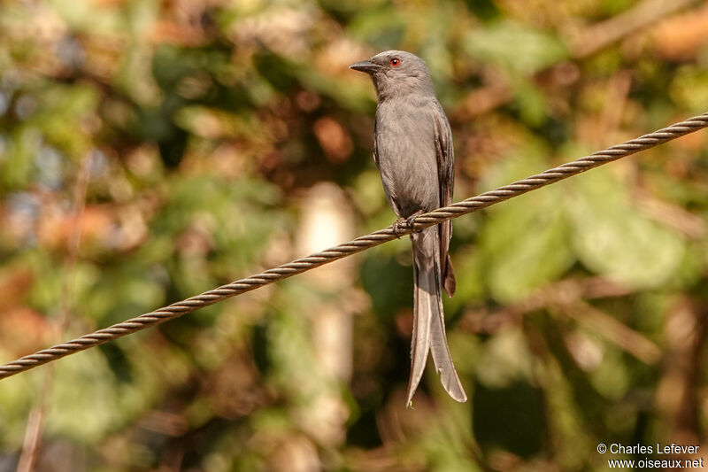 Ashy Drongo