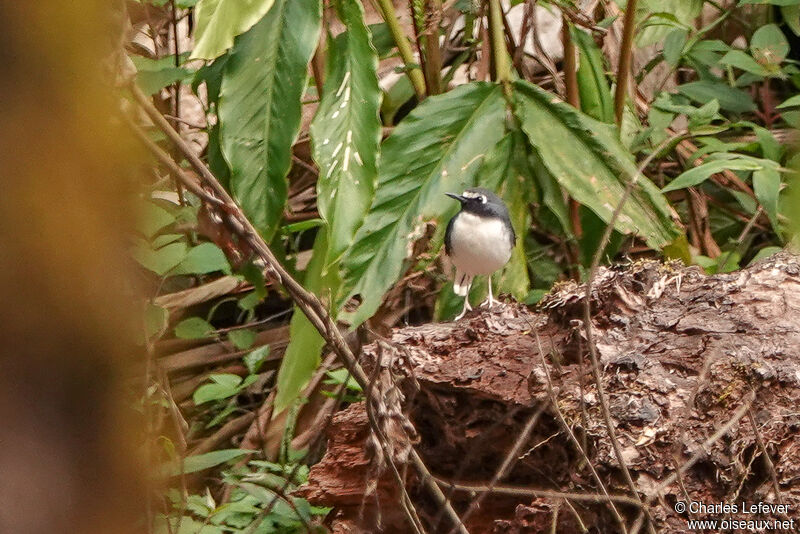 Slaty-backed Forktailadult