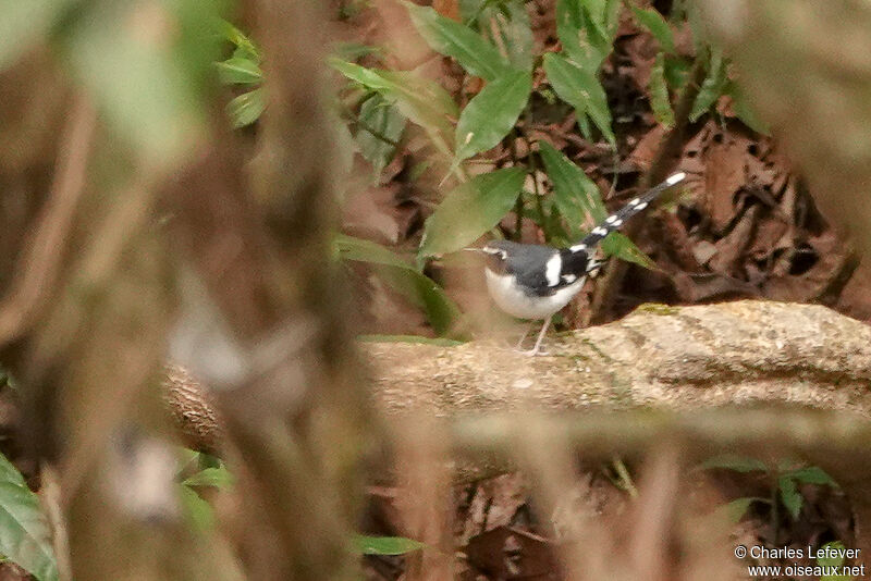 Slaty-backed Forktailadult