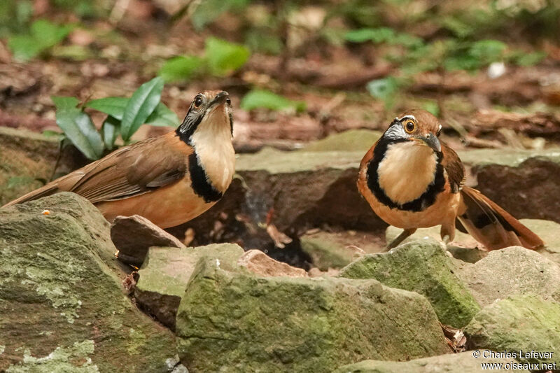 Garrulaxe à plastron