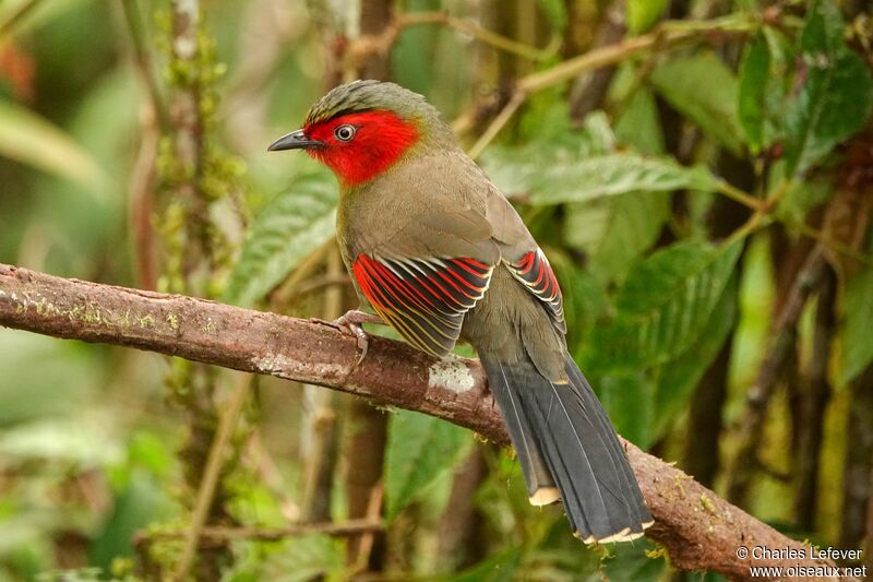 Scarlet-faced Liocichlaadult