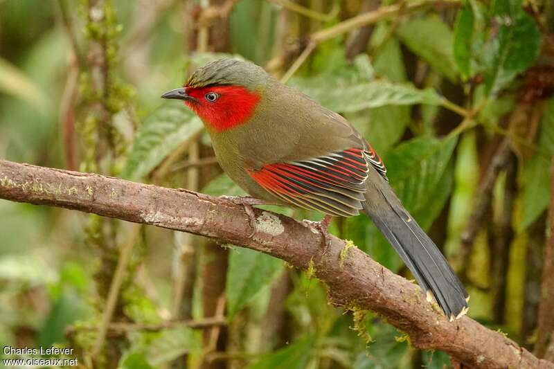 Scarlet-faced Liocichlaadult, identification