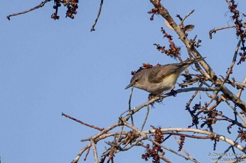 Fan-tailed Gerygoneadult