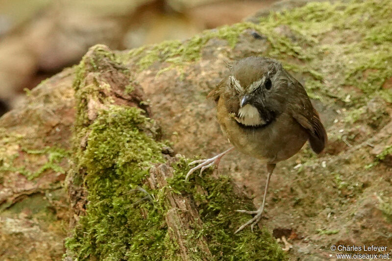 White-gorgeted Flycatcheradult