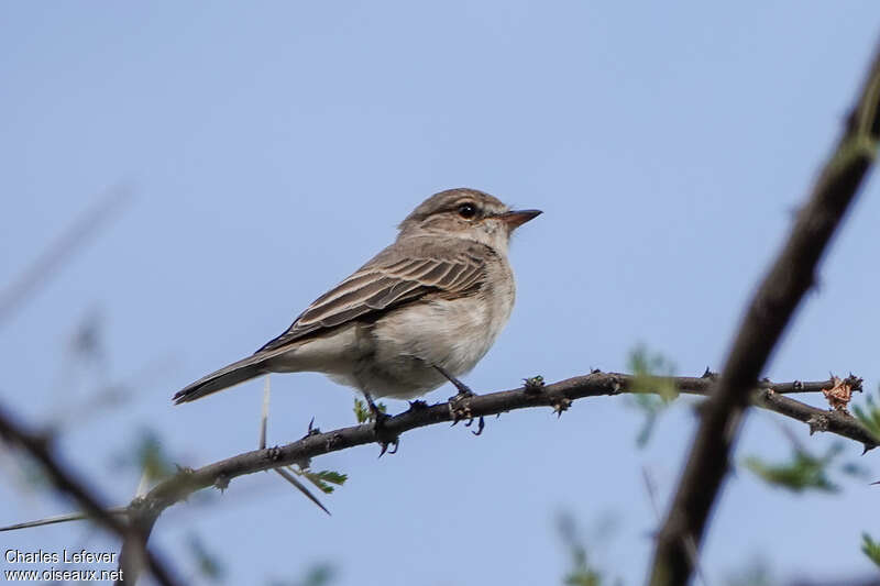 Gambaga Flycatcheradult, pigmentation, Behaviour