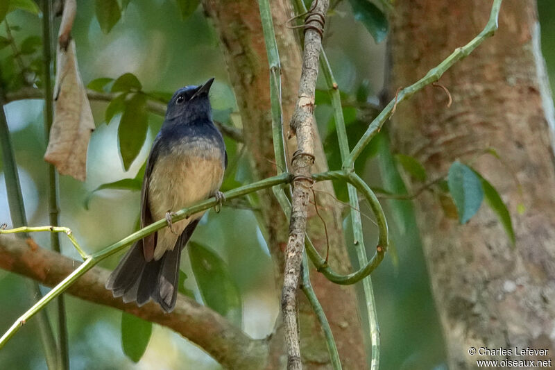 Hainan Blue Flycatcheradult