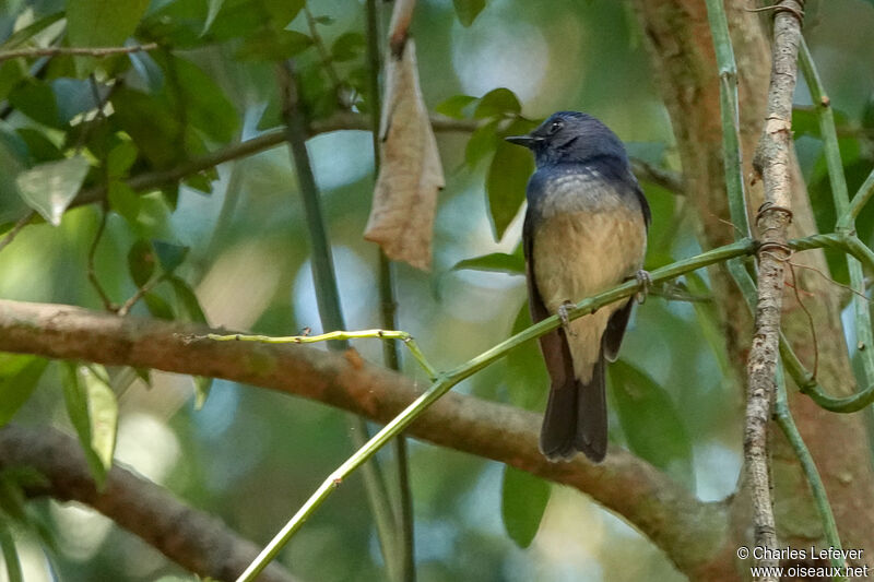 Hainan Blue Flycatcher