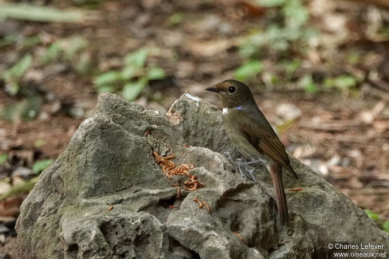 Rufous-bellied Niltava female adult, eats