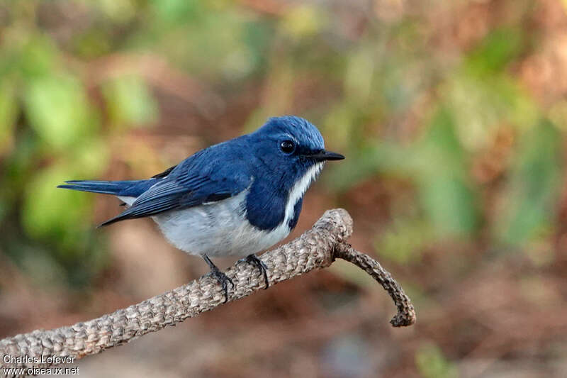 Ultramarine Flycatcher male adult, identification