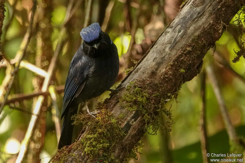 Large Niltava male adult