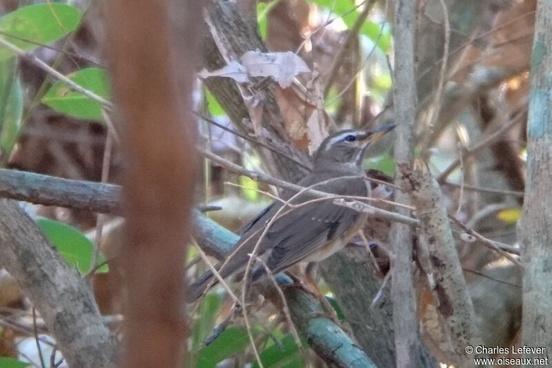 Eyebrowed Thrush