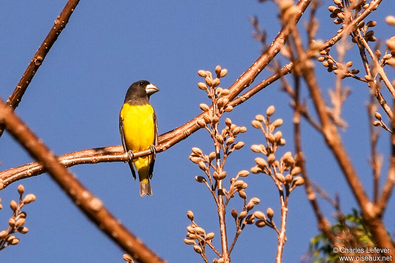 Spot-winged Grosbeak male adult