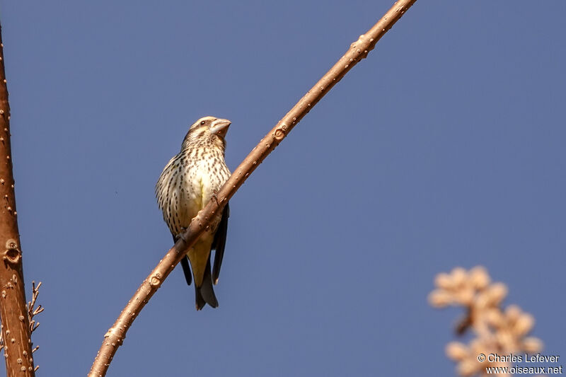 Gros-bec à ailes tachetées femelle adulte