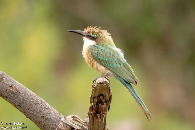 Somali Bee-eateradult, identification