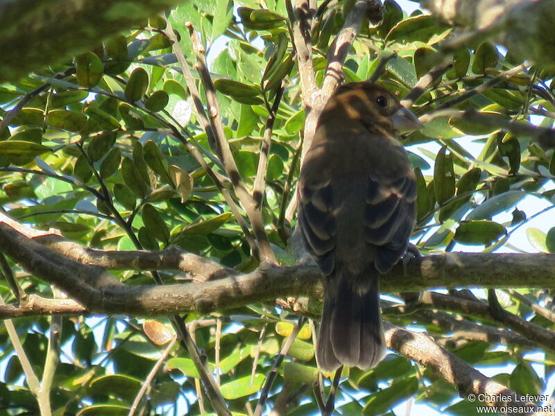 Blue Grosbeak female adult