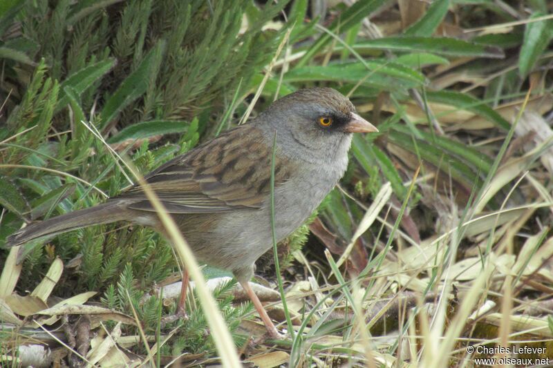 Volcano Juncoadult