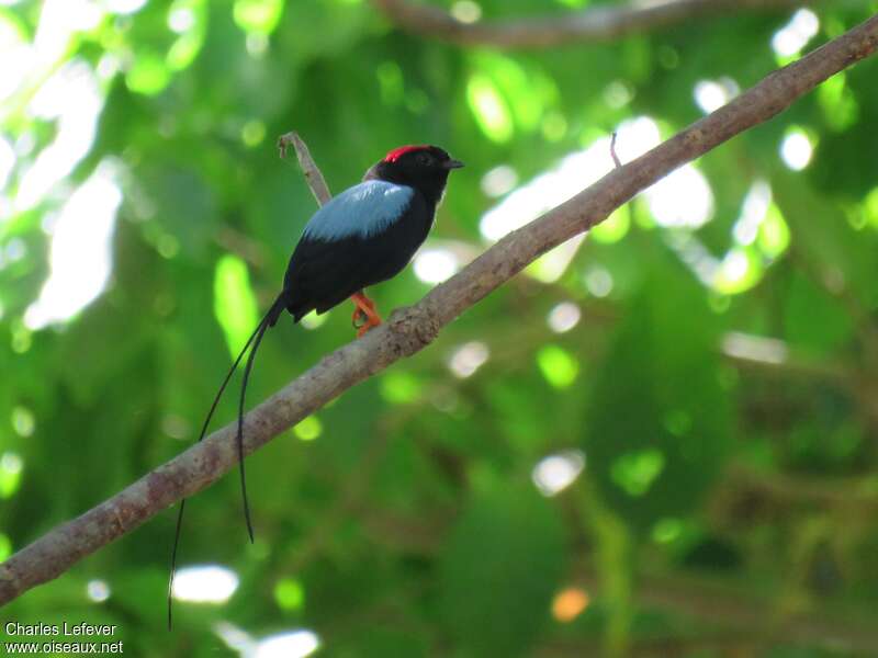 Long-tailed Manakin male adult, identification